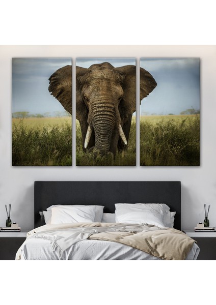 -Premier Kanvas Serileri- Fil Dekoratif Kanvas Tablo 1121 modelleri