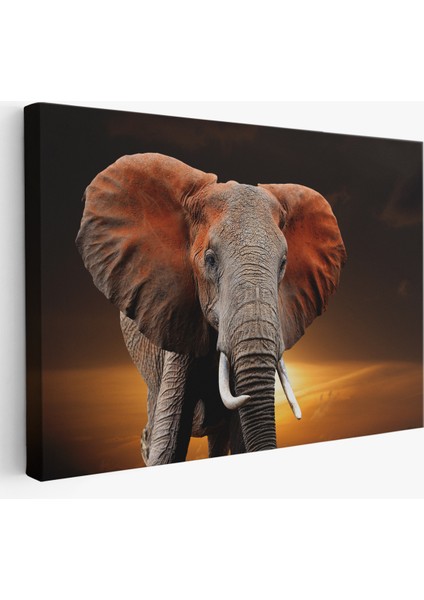 -Premier Kanvas Serileri- Fil Dekoratif Kanvas Tablo 1167