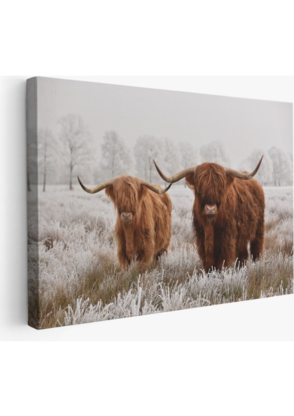 -Premier Kanvas Serileri- Iskoçya Sığırları Dekoratif Kanvas Tablo 1150