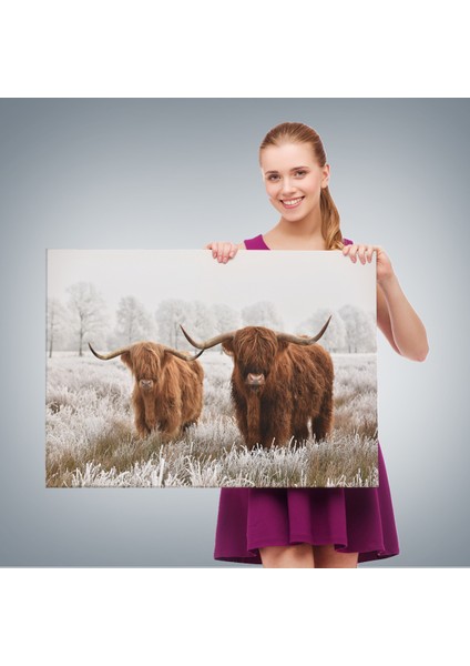 -Premier Kanvas Serileri- Iskoçya Sığırları Dekoratif Kanvas Tablo 1150 fırsatları