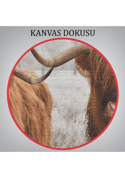 -Premier Kanvas Serileri- Iskoçya Sığırları Dekoratif Kanvas Tablo 1150