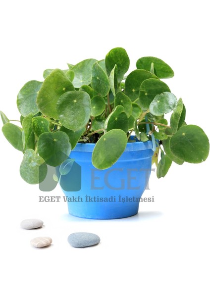 Çin Para Bitkisi (Pilea Peperomioides)