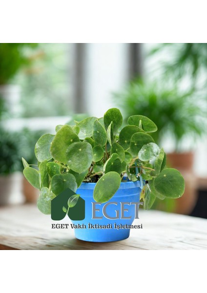 Çin Para Bitkisi (Pilea Peperomioides) modelleri