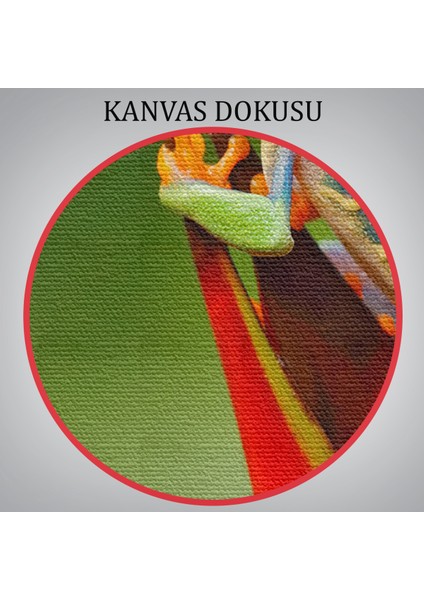 -Premier Kanvas Serileri- Renkli Kurbağa Dekoratif Kanvas Tablo 1136