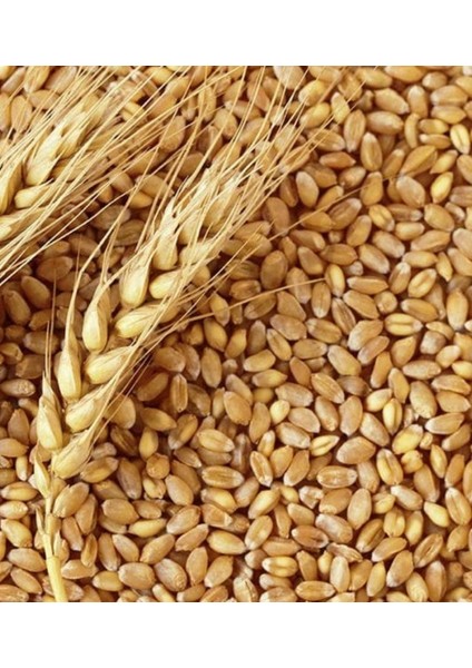 Açık Aşurelik Buğday