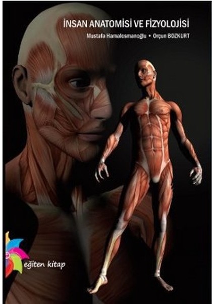 Insan Anatomisi ve Fizyolojisi