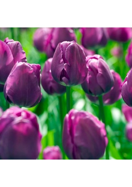 Negrita Mor Lale Soğanı (5 Adet) – Bahçeye Uygun, Canlı Renkli fiyatları