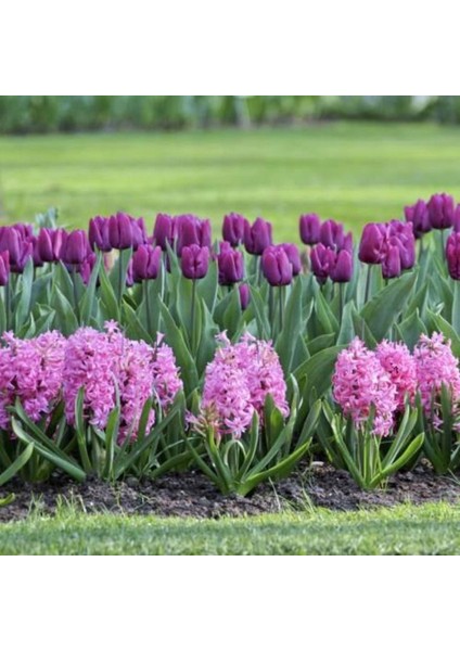 Negrita Mor Lale Soğanı (5 Adet) – Bahçeye Uygun, Canlı Renkli modelleri