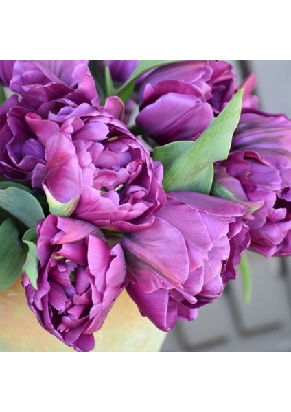 Negrita Mor Lale Soğanı (5 Adet) – Bahçeye Uygun, Canlı Renkli fırsatları