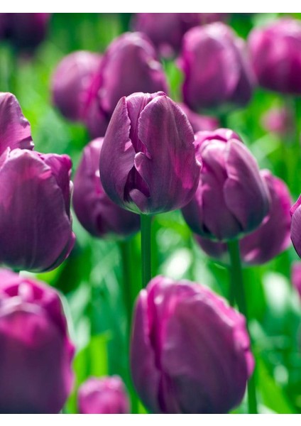 Negrita Mor Lale Soğanı (5 Adet) – Bahçeye Uygun, Canlı Renkli indirimleri