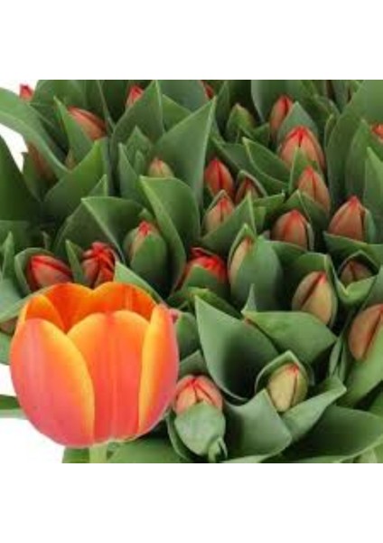 5 Adet Jan Seignette Lale Soğanı – Iki Renkli (Kırmızı-Sarı)