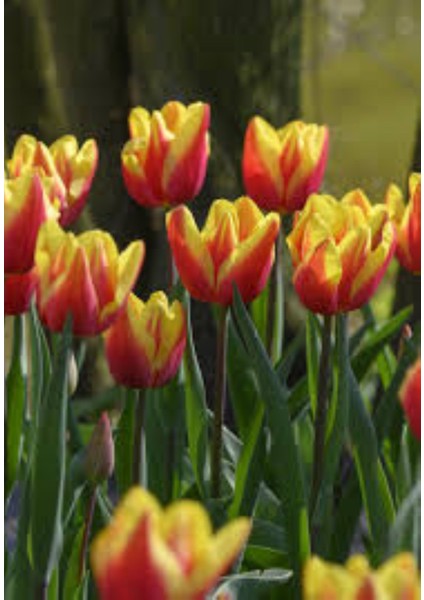 5 Adet Jan Seignette Lale Soğanı – Iki Renkli (Kırmızı-Sarı) fiyatları