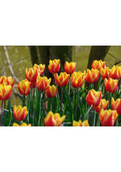 5 Adet Jan Seignette Lale Soğanı – Iki Renkli (Kırmızı-Sarı) modelleri