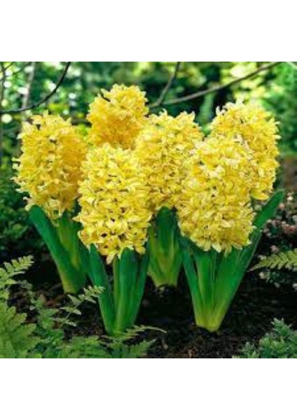 Gipsy Princess Sarı Sümbül Soğanı – 5 Adet | Hoş Kokulu Bahar Çiçeği