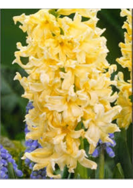 Gipsy Princess Sarı Sümbül Soğanı – 5 Adet | Hoş Kokulu Bahar Çiçeği fiyatları