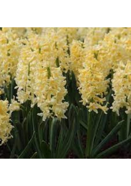 Gipsy Princess Sarı Sümbül Soğanı – 5 Adet | Hoş Kokulu Bahar Çiçeği modelleri