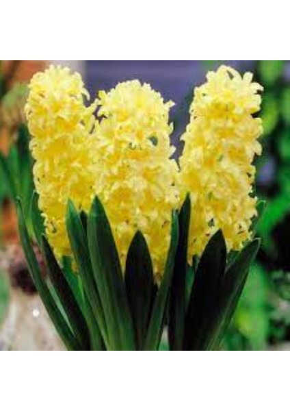 Gipsy Princess Sarı Sümbül Soğanı – 5 Adet | Hoş Kokulu Bahar Çiçeği fırsatları