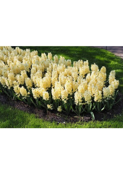 Gipsy Princess Sarı Sümbül Soğanı – 5 Adet | Hoş Kokulu Bahar Çiçeği indirimleri