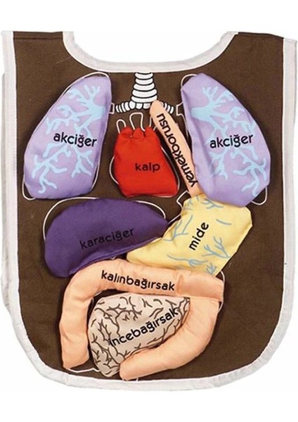 AND-5011 Organ Önlüğü Organlar Cırt Bantlı modelleri