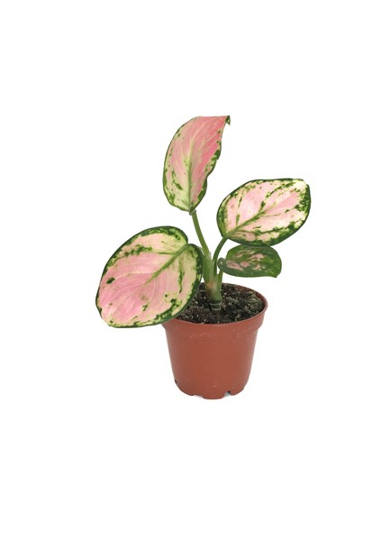 Aglaonema 'Dud Unyamanee' (Çin Herdemyeşili)