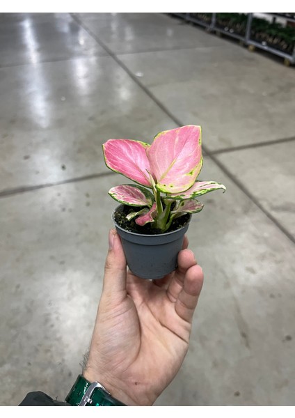 Aglaonema 'Dud Unyamanee' (Çin Herdemyeşili) modelleri