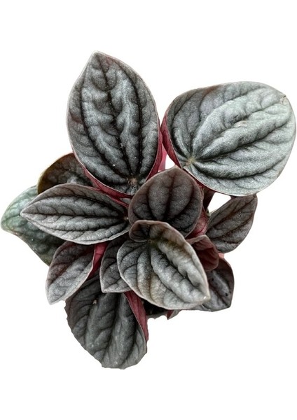 Peperomia Caperata 'caracas' (Zümrüt Dalgası Çiçeği) fiyatları