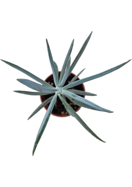 Senecio Serpens 'Blue Chalksticks' (Sukulent) fiyatları