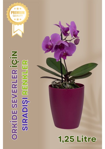 Dekoratif Orkide Dış Saksısı Vişne – Hava Alan ve Zarif Tasarımlı Saksı Iç Mekan Kullanımına Uygun fiyatları