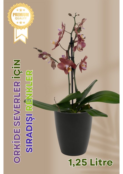 Dekoratif Orkide Dış Saksısı Siyah – Hava Alan ve Zarif Tasarımlı Saksı Iç Mekan Kullanımına Uygun fiyatları