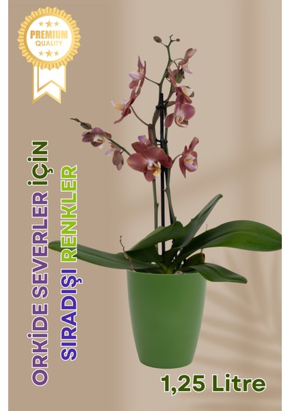 Dekoratif Orkide Dış Saksısı Yeşil – Hava Alan ve Zarif Tasarımlı Saksı Iç Mekan Kullanımına Uygun fiyatları