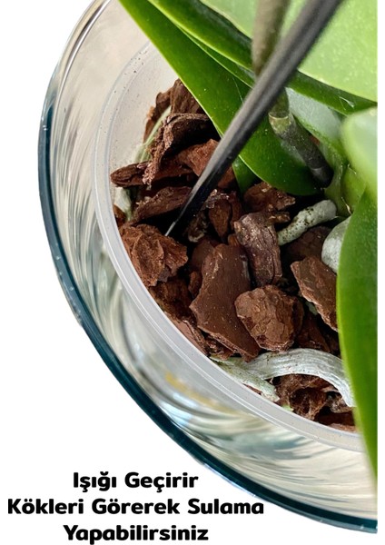 Cam Orkide Saksısı - 12 Pot Cam Orkide Saksısı - Cam Saksı Vazo fiyatları