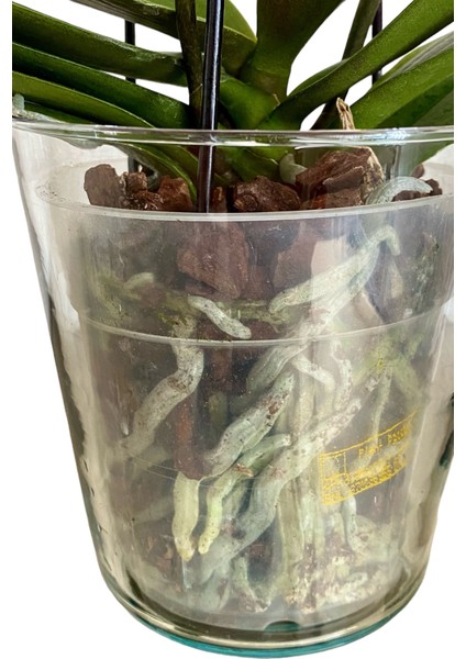 Cam Orkide Saksısı - 12 Pot Cam Orkide Saksısı - Cam Saksı Vazo modelleri