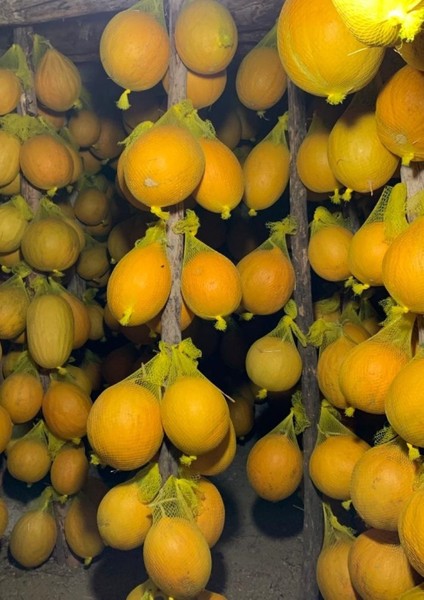 Dokuma File, Kavun Asma Filesi, Narenciye Filesi, 1000 m