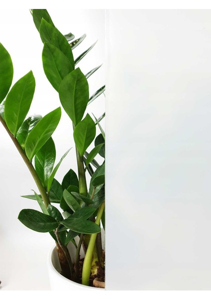 189-5004 Premium Sis Beyaz Statik Cam Folyo( 90 cm x 1 mt )