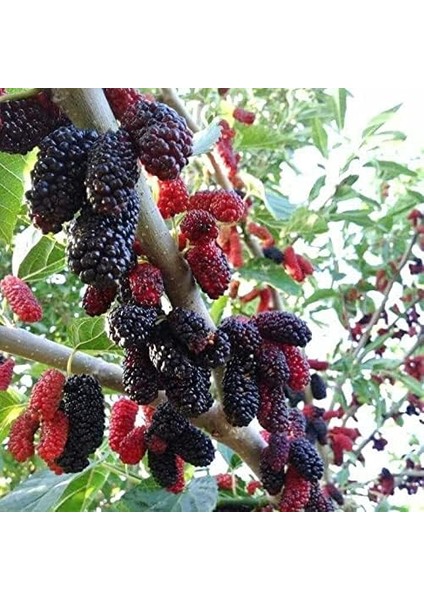 Tüplü Yediveren Siyah Avustralya Dut Fidanı modelleri