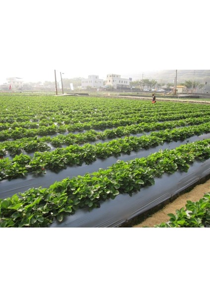 Sebze Naylonu 100 Metre Eni 120 cm Malç Naylonu Sebze Örtüsü Malç Örtüsü Siyah Domates Karpuz Naylon