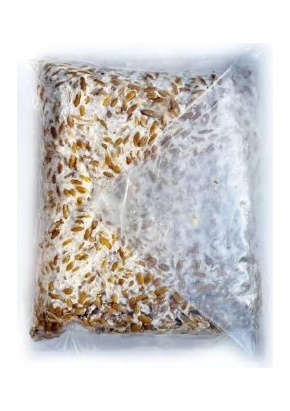Mantarı Tohumu 1 kg
