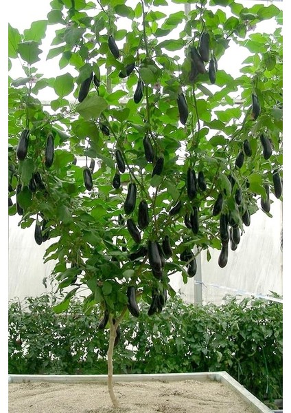 Dünyam Ithal Çin Patlıcan Ağacı Tohumu / 10+ Adet Tohum