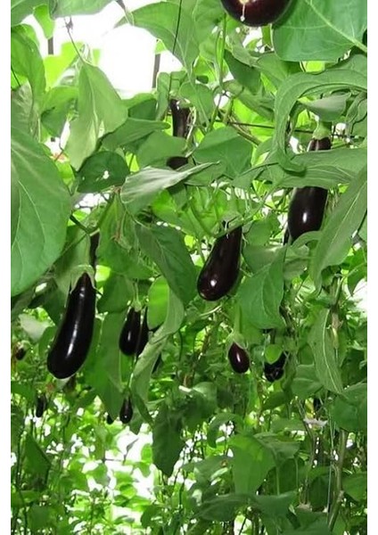 Dünyam Ithal Çin Patlıcan Ağacı Tohumu / 10+ Adet Tohum modelleri