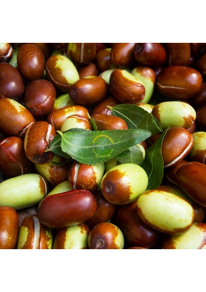 6 Yaş Ufak Meyveli Hünnap Fidanı fırsatları