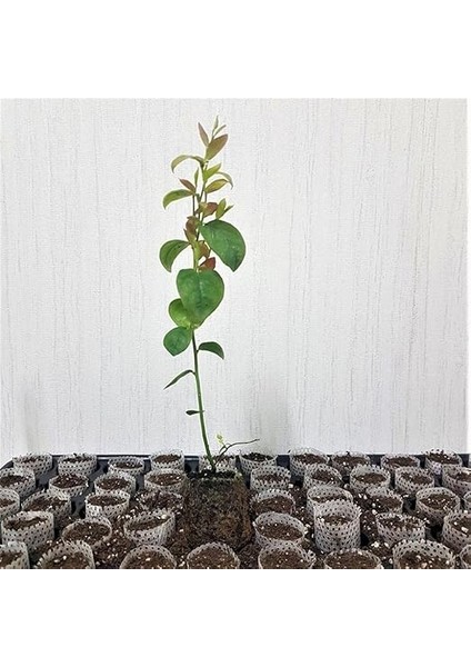 Paket Tüplü Darrow Yaban Mersini Fidanı fiyatları