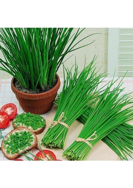 Dünyam Frenk Soğanı Tohumu 50 Adet