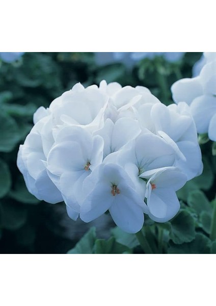 Sardunya Tohumu (Büyük Çiçek, Kokulu Yaprak) Beyaz Renkli - 5 Tohum