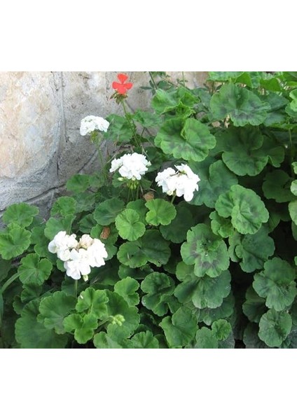 Sardunya Tohumu (Büyük Çiçek, Kokulu Yaprak) Beyaz Renkli - 5 Tohum fırsatları