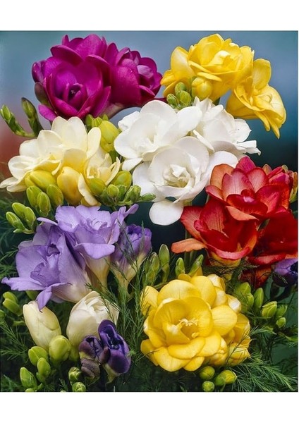 Karışık Renk Katmerli Frezya Çiçeği Soğanı 5 Adet