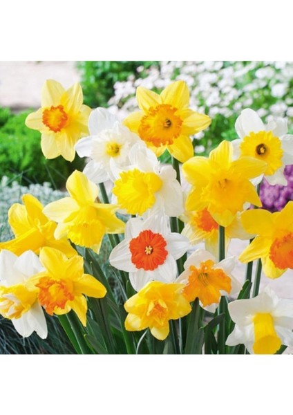 Karışık Renk Fulya Çiçeği Soğanı 5 Adet