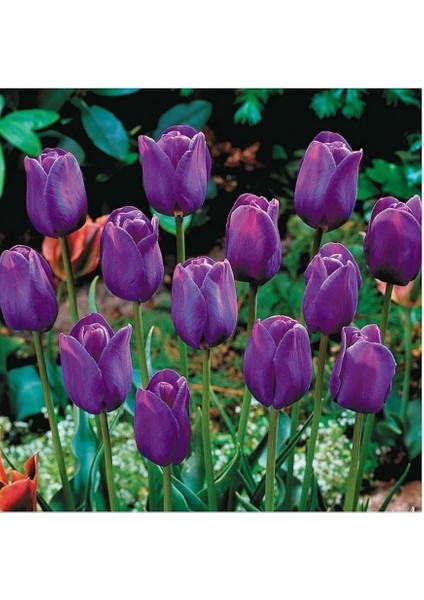 Mor Lale Soğanı 5 Adet