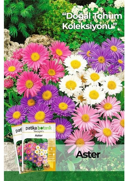 Botanik 50 Adet Aster Çiçeği Tohumu