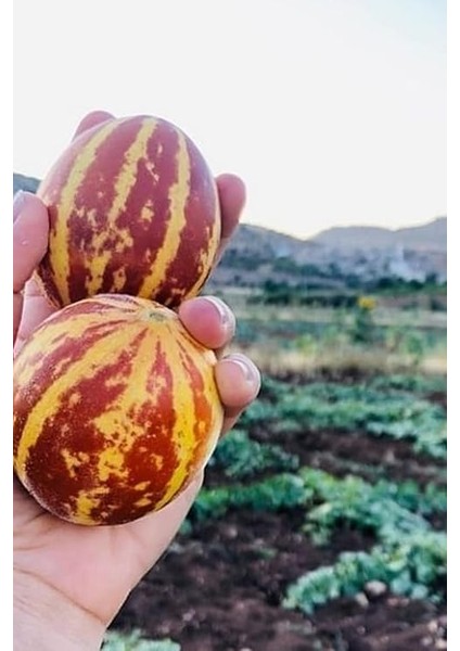 Kokulu Süs Kavunu Tohumu / 10 Adet Şamama Tohumu fırsatları