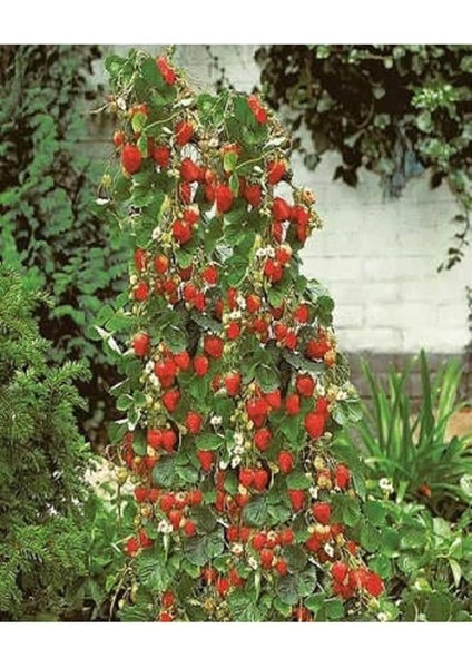 Dünyam 100 Adet Yerli Sarmaşık Çilek Tohumu